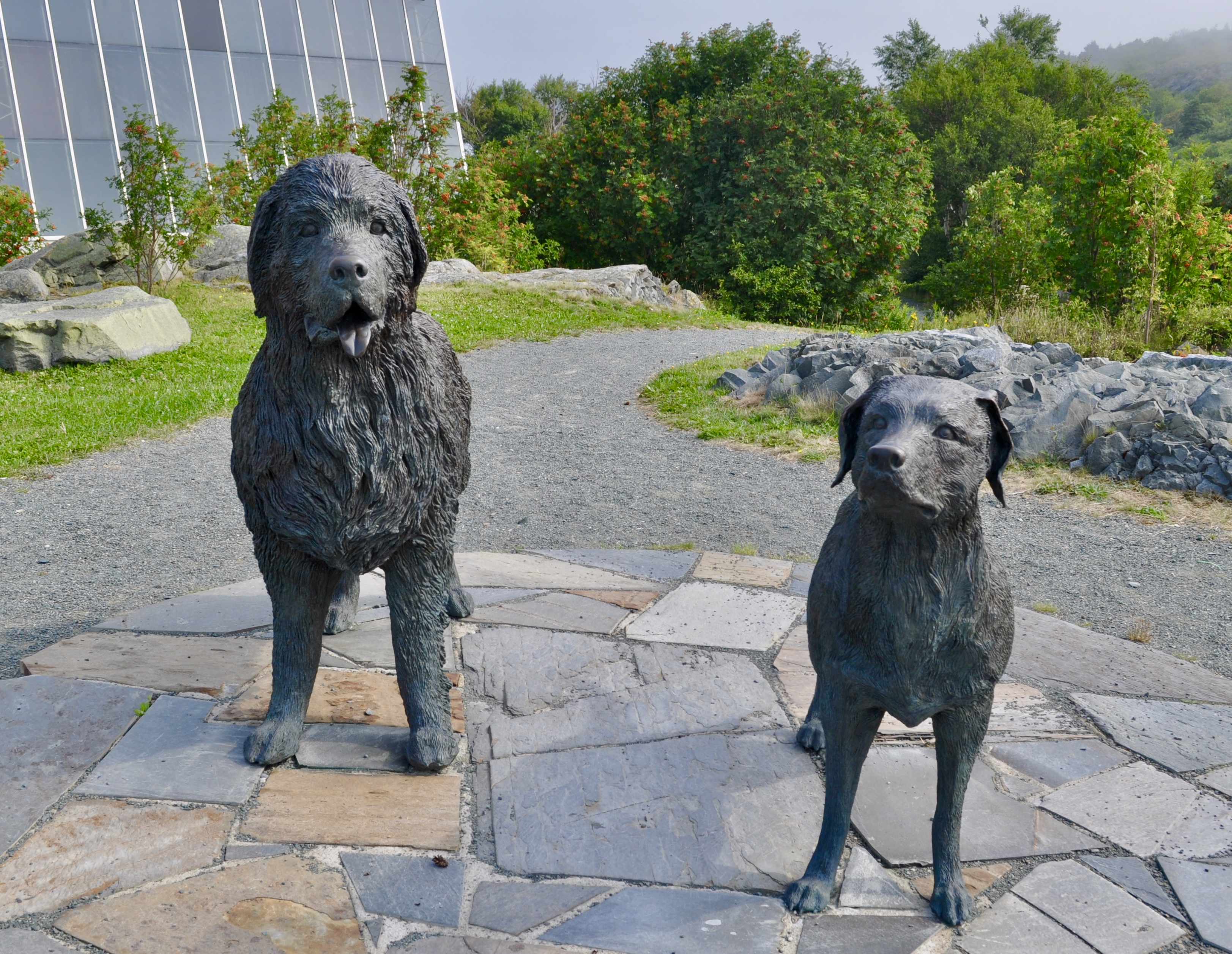 Newfoundland &amp; Labrador dogs